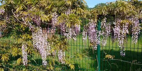 Notre Glycine En Fleurs